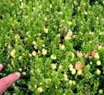 Organic cranberry blossoms