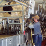Person milking cows