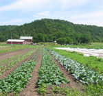 Vegetable field