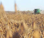 Harvesting soybeans