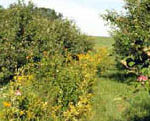 Apple orchard