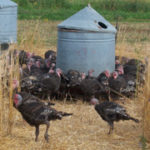 turkeys on cropland