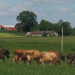 grazing cows