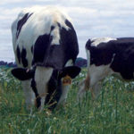 Heifers on pasture