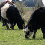 Cows grazing pasture at Good Earth Farms