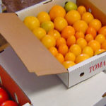 boxes of tomatoes