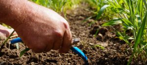 A person pointing at the corn soil