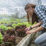 woman are picking vegetable in the greenhouse