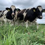 Heifers Grazing in a field