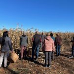 Hand harvesting indigenous corn