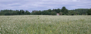 Cover Crops on the Intensive Market Farm
