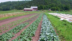 Grower to Grower: Creating a Livelihood on a Fresh Market Vegetable Farm