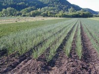Field of onions