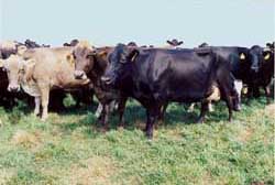 Cows on pasture