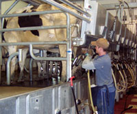 Person milking cows