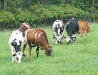 Report Shows that Managed Grazing Dairies Succeed Statewide