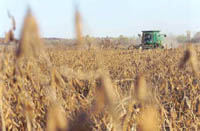 Harvesting soybeans