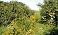 Apple orchard