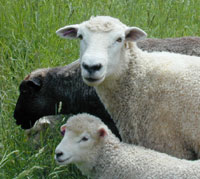 Grazing sheep