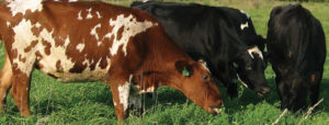 Custom Raising Dairy Heifers: Expectations and Perspectives of Wisconsin Dairy Producers