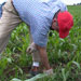 UW-Madison Organic Research