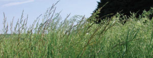 Forage Fescues in the Northern USA