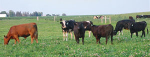Tall fescue and Kura clover for dairy and beef stockers (Research Brief #76)