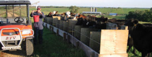 Does pasture-finished beef make the grade? (Research Brief #77)
