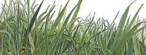 Grass Clippings: February 2009