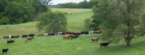 Tradeoffs in ecosystem services using warm-season grasses in managed pastures (Research Brief #78)