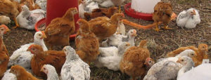 Organic Agriculture in Wisconsin: 2009 Status Report