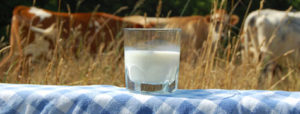 Perceptions of Raw Milk’s Risks and Benefits (Research Brief #83)