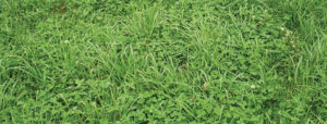 Finding a cost effective, persistent  legume for Wisconsin pastures (Research Brief #85)