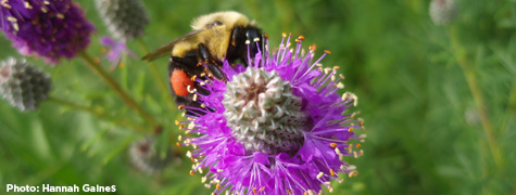UW-Extension Workshop Offers Lessons on Native Pollinators