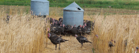 turkeys on cropland