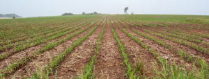 Cover Crops Case Studies: Gary Sommers Farm
