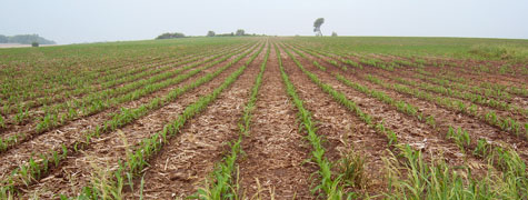farm field