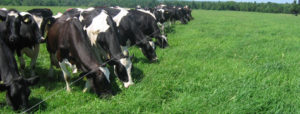 Wisconsin Grazing Activities Resource List
