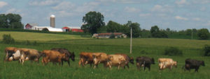 Growing Wisconsin’s Grazing Future: Results of the Blue Sky Greener Pastures Consultation Process