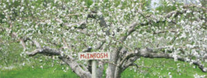 Eco-Fruit Program Supports Growers with Networking and Coaching