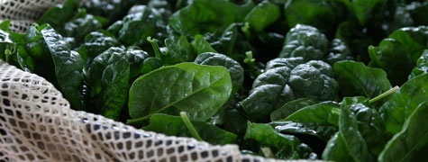 Wisconsin School for Beginning Market Growers: Jan. 18-20, 2013