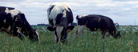 Heifers on pasture