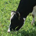 grazing Holstein