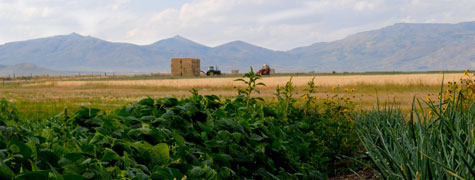 Idaho landscape