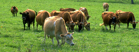 Organic cows