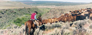 Values-Based Food Suppy Chain Case Study: Country Natural Beef