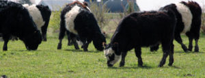 Values-Based Food Supply Chain Case Study: Good Earth Farms