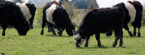 Cows grazing pasture at Good Earth Farms