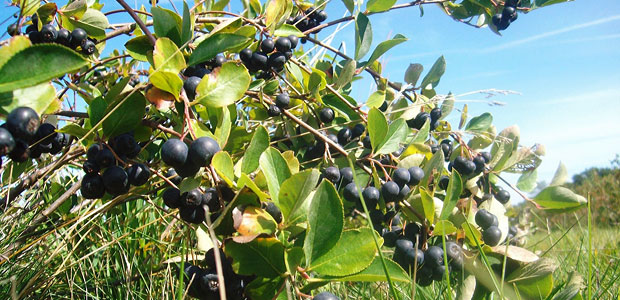 Uncommon Fruit