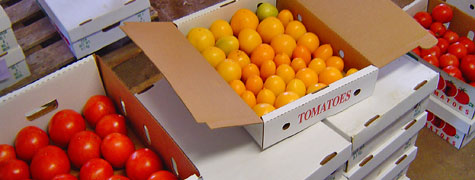 boxes of tomatoes